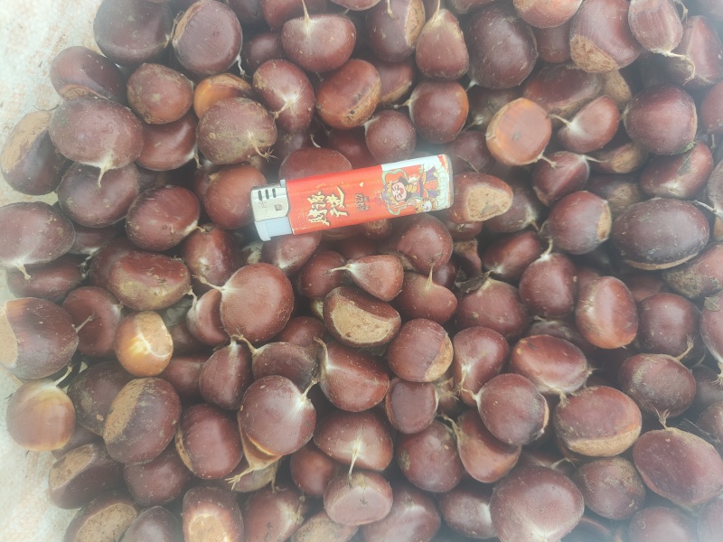 板栗