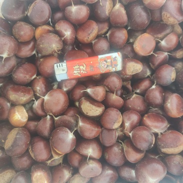 板栗