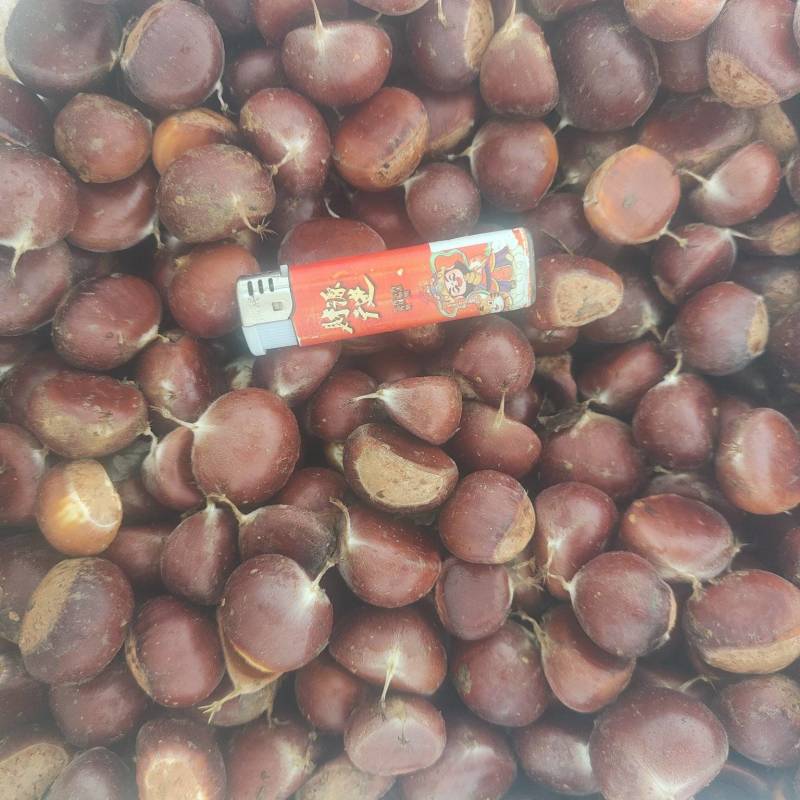 板栗