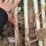 山西铁杆大葱产地一手货源量大价全国发货欢迎随时联系