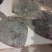 多宝鱼新鲜冷冻，独立包装，原产地直发。
