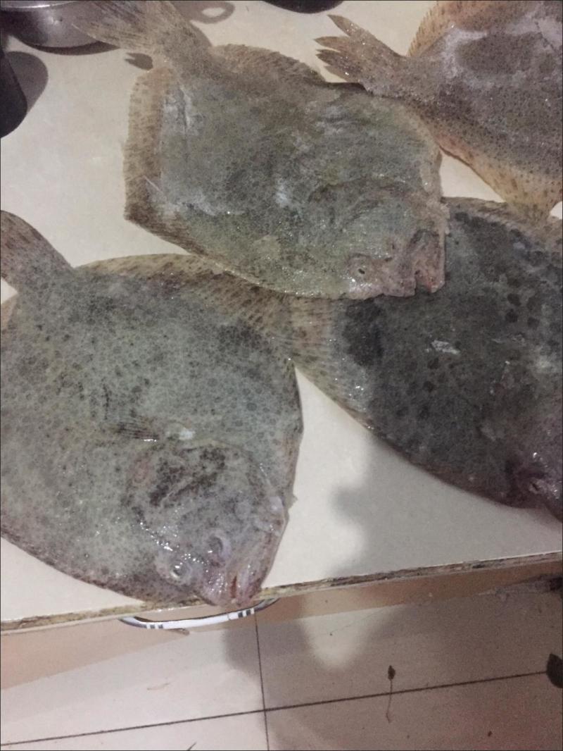 多宝鱼新鲜冷冻，独立包装，原产地直发。