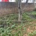 核桃树