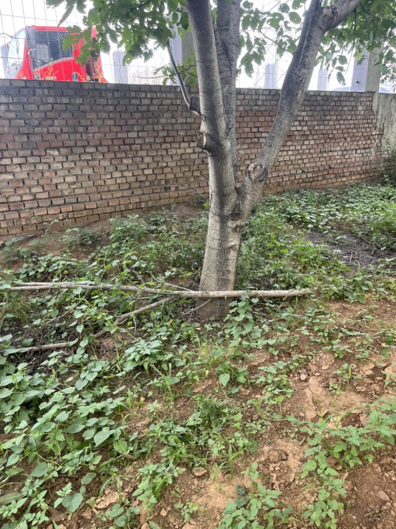 核桃树