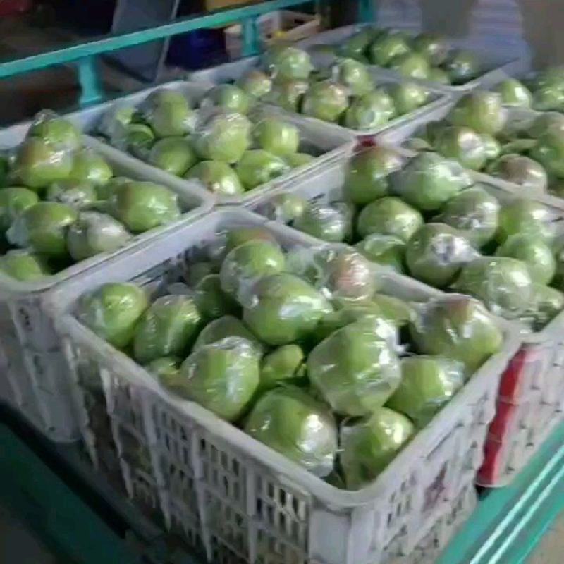 玉露香梨开始采摘了，需要的话联系我