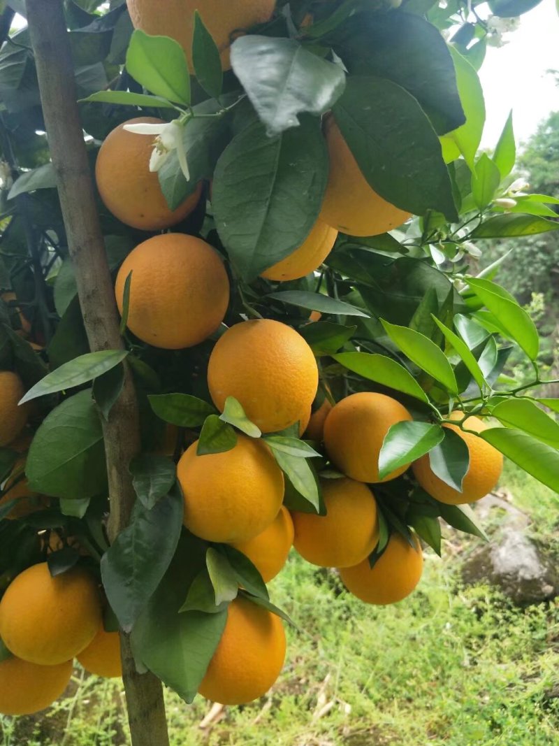 夏橙秭归夏橙橙子酸甜可口产地一手货源欢迎电商平台商超对接