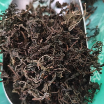 石蝉草