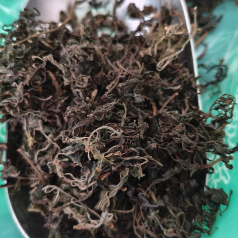 石蝉草