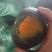 精品贝贝南瓜。爆粉软糯香甜