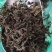 石蝉草