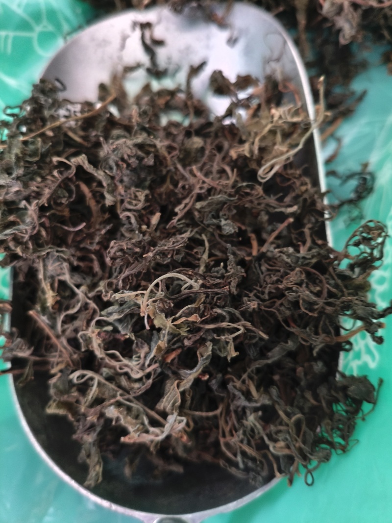 石蝉草