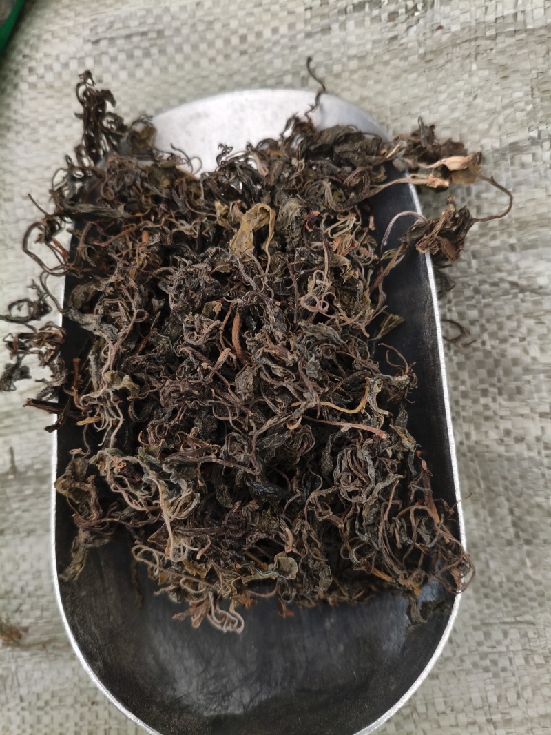 石蝉草