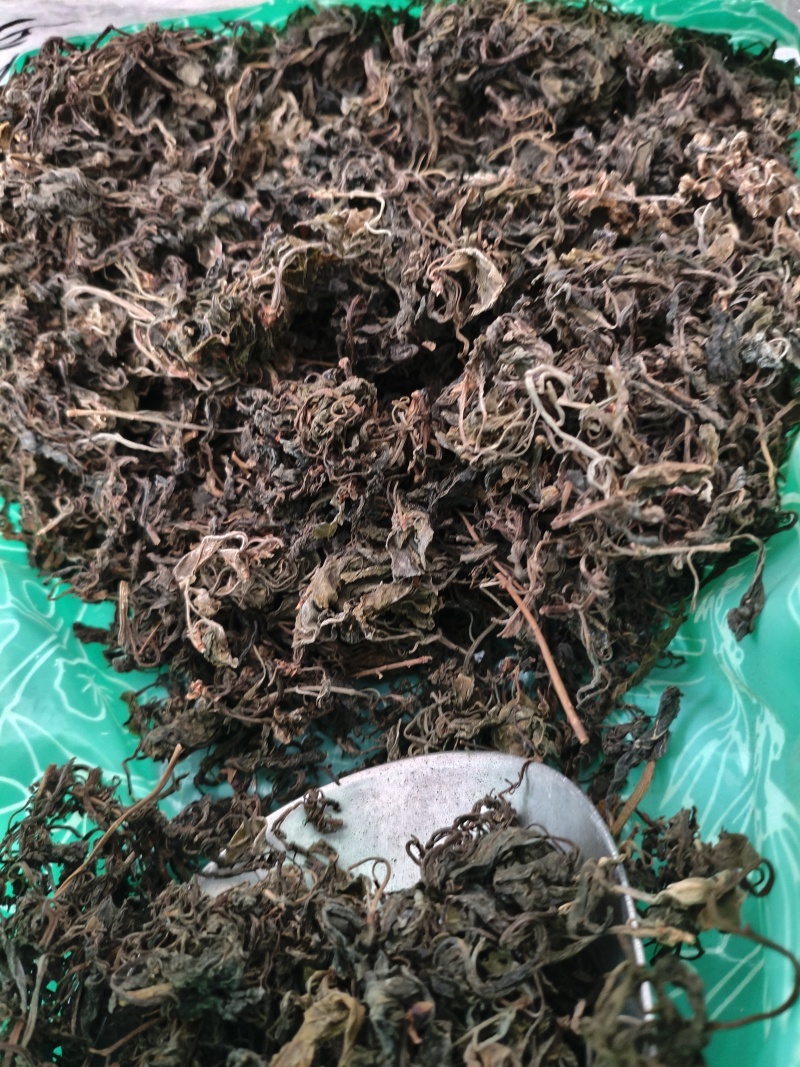 石蝉草