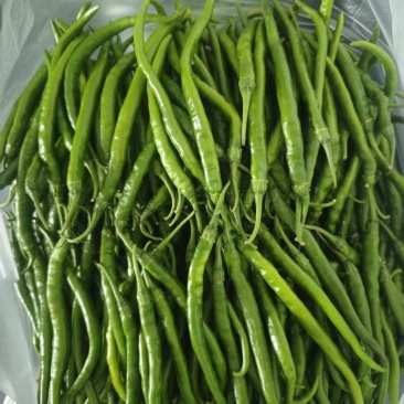 线椒