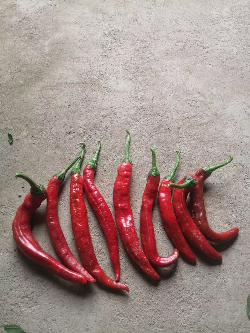 线椒