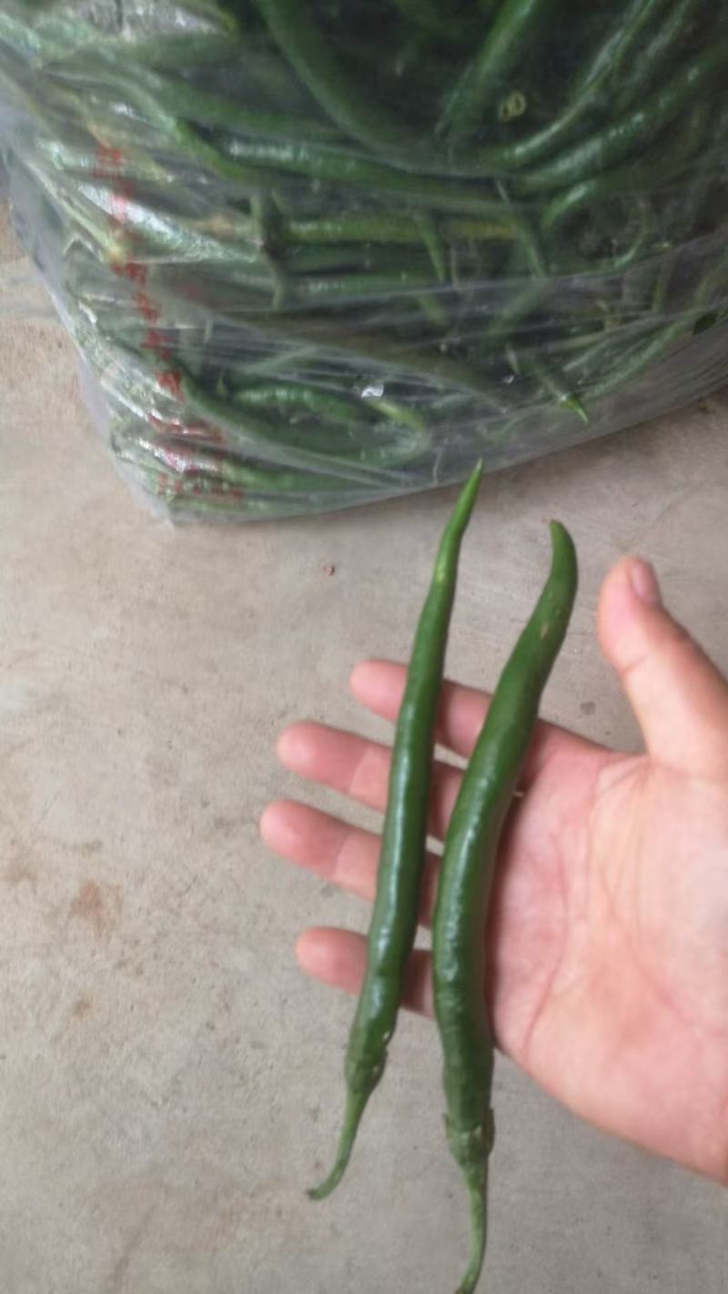 线椒