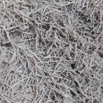 陕西渭南，黄芩