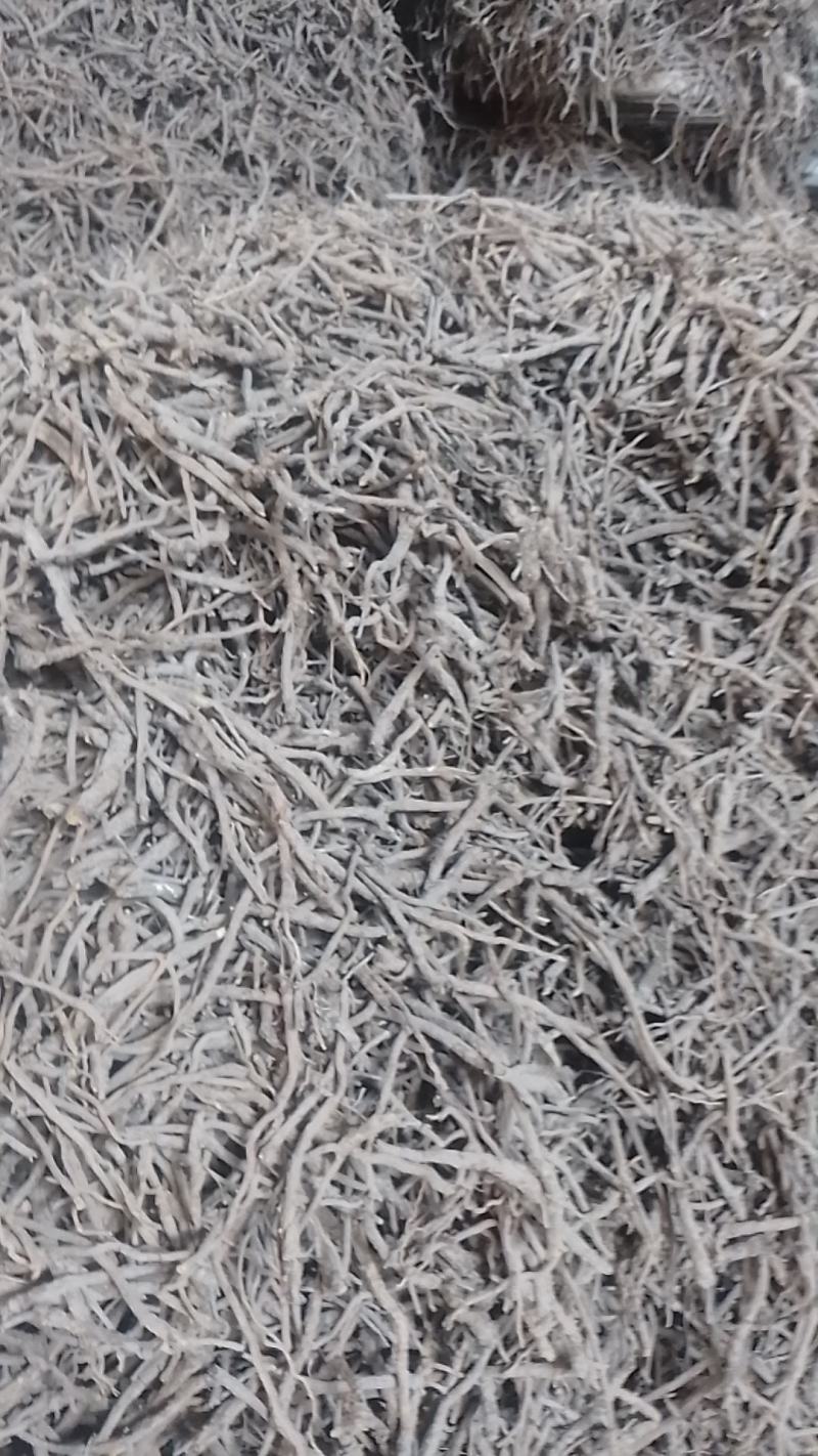 陕西渭南，黄芩