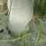 银灰冬瓜