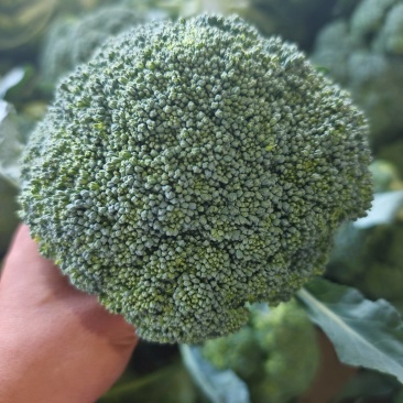 精品西兰花对接各大市场加工厂商超质量三包