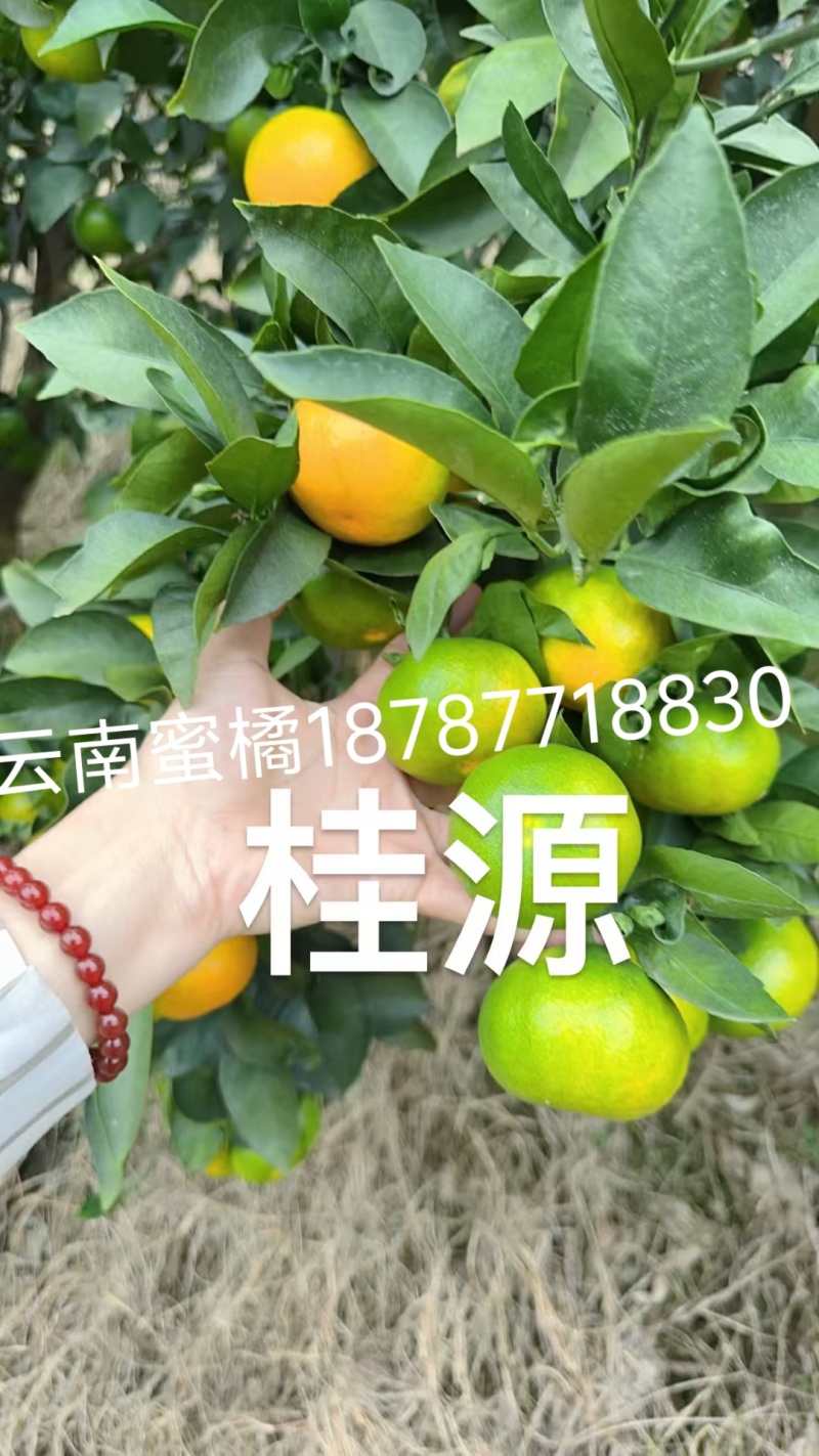 云南蜜橘
