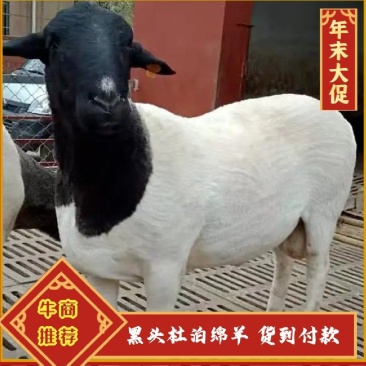 鲁西黑头羊杜泊绵羊全国各地都可以养疫苗齐全免费运输赠技术