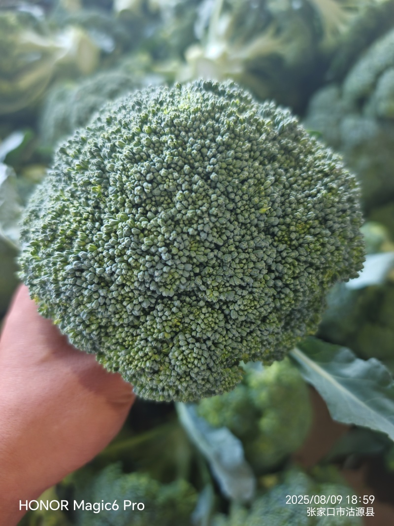 精品西兰花对接各大市场加工厂商超质量三包