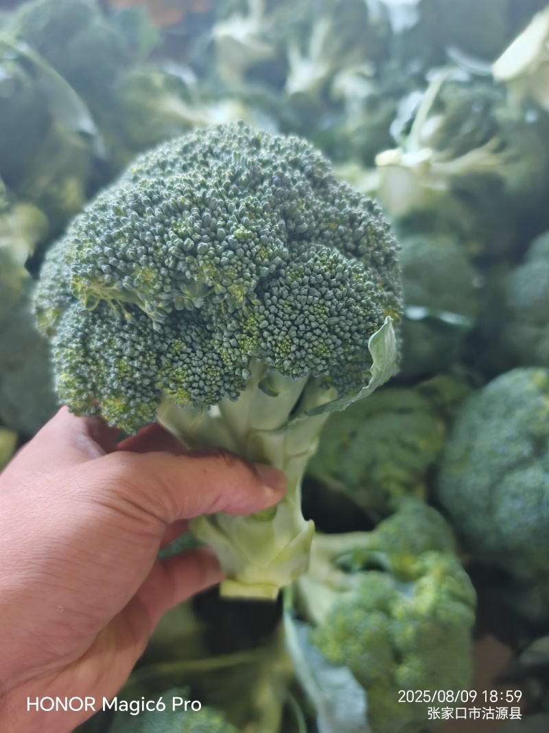 精品西兰花对接各大市场加工厂商超质量三包