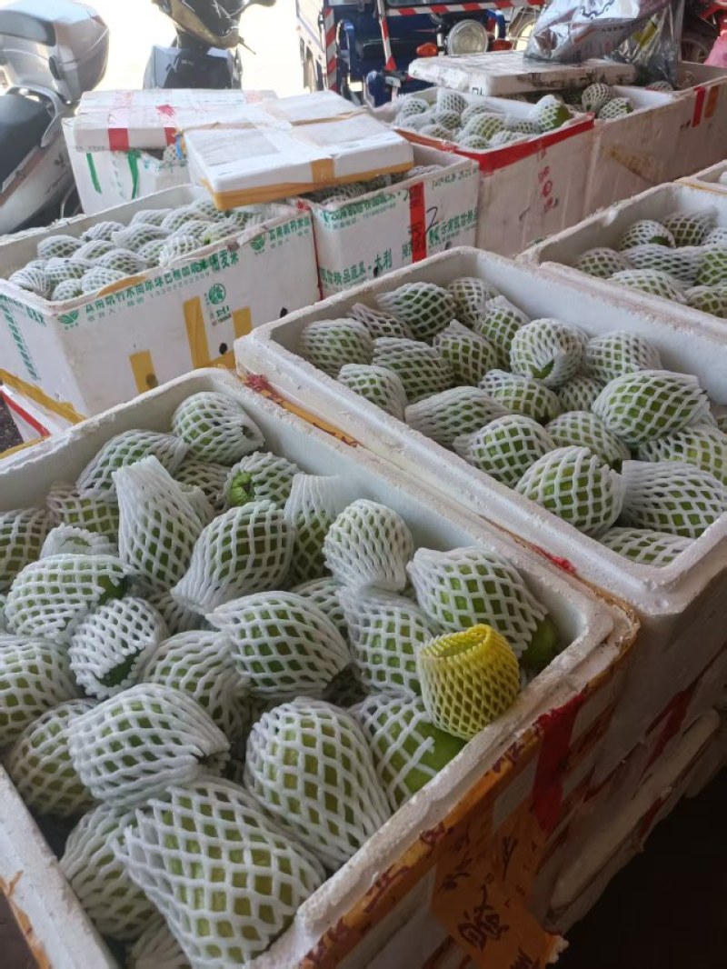 红心芭乐钻石芭乐大量供应，产地直发，品质保证，量大从优