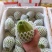 红心芭乐钻石芭乐大量供应，产地直发，品质保证，量大从优