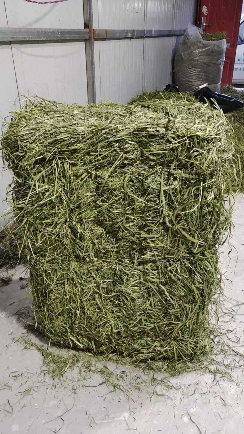 甘肃岷县提摩西草批发