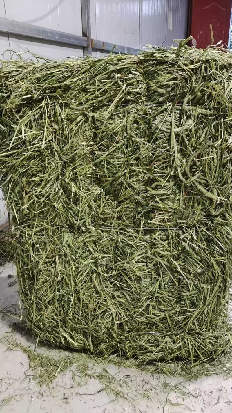 甘肃岷县提摩西草批发