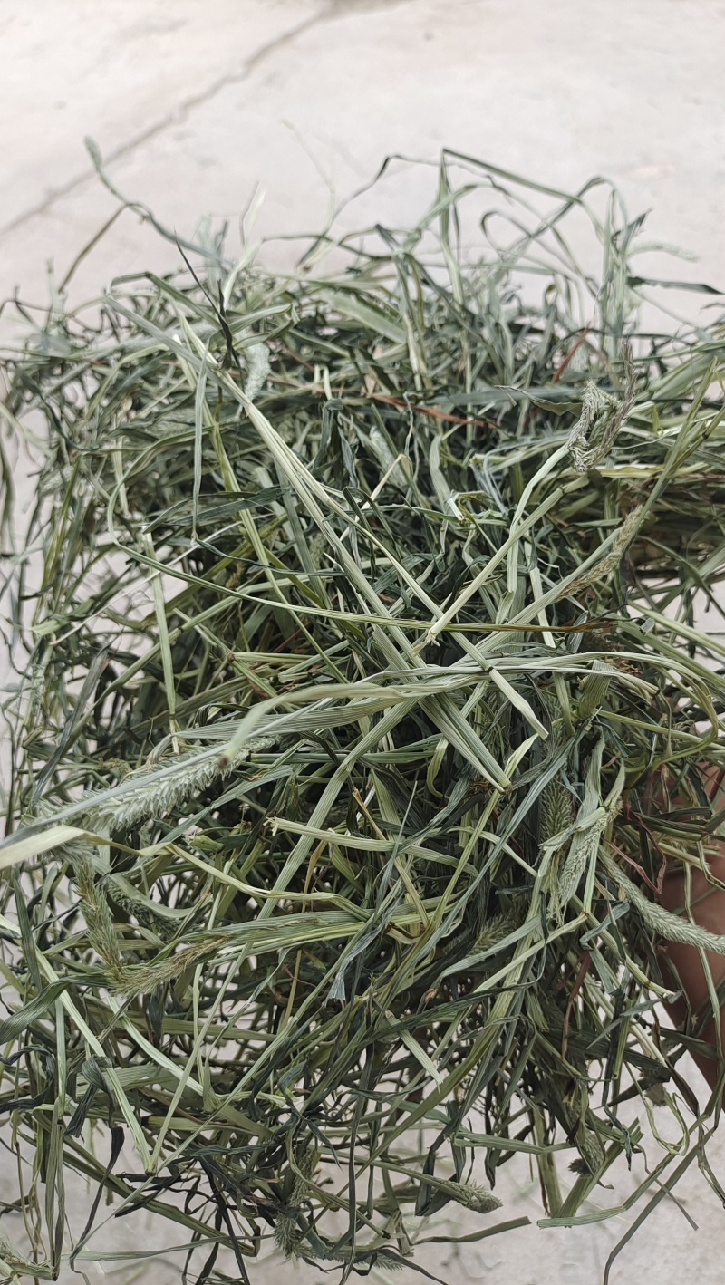 甘肃岷县提摩西草批发