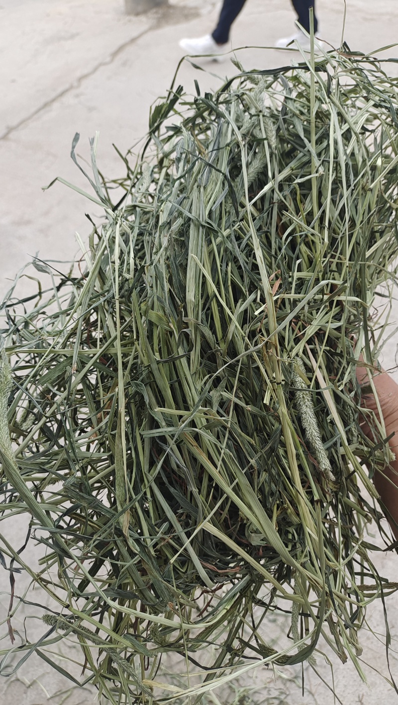 甘肃岷县提摩西草批发