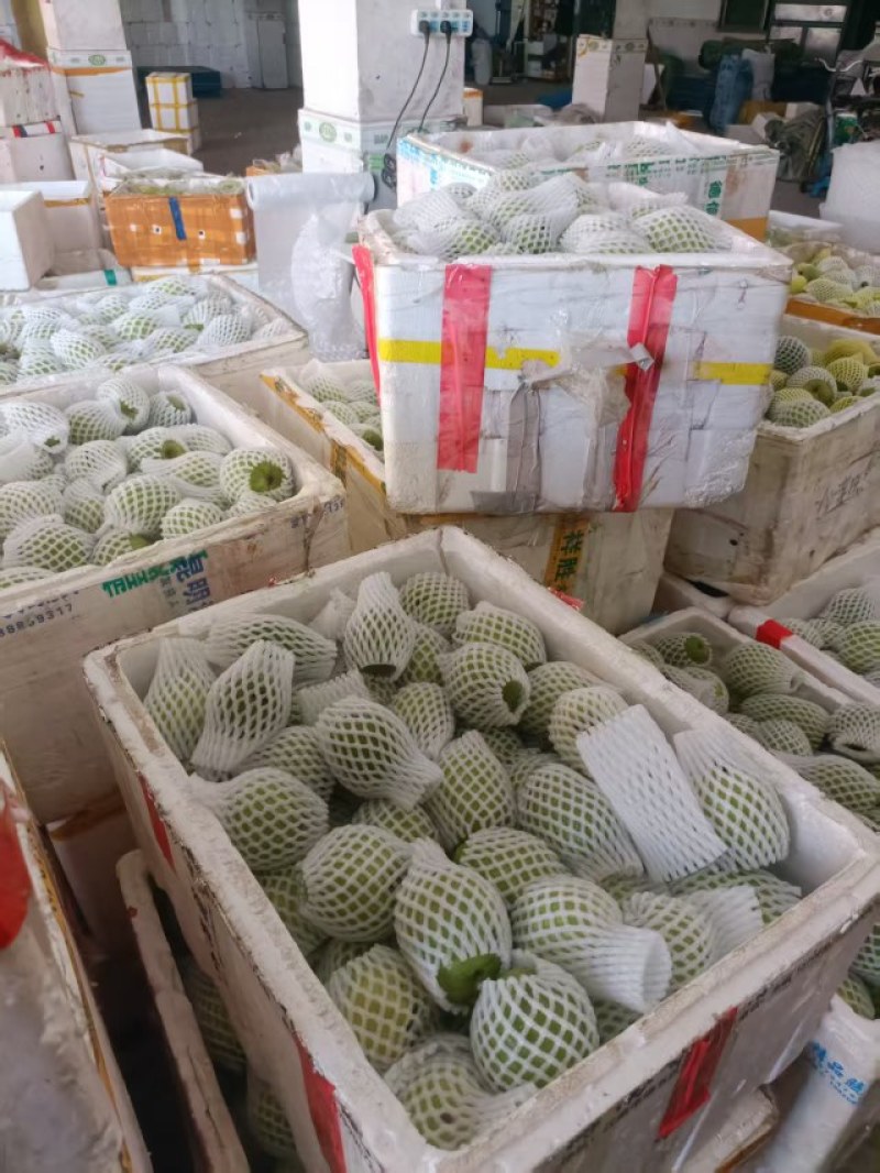 红心芭乐钻石芭乐大量供应，产地直发，品质保证，量大从优