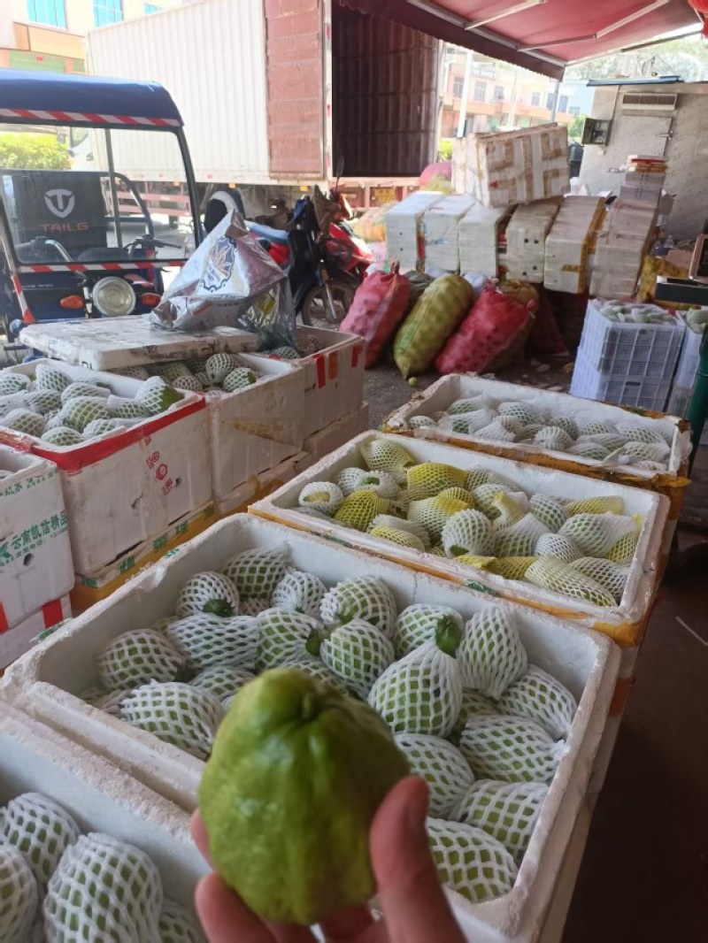 红心芭乐钻石芭乐大量供应，产地直发，品质保证，量大从优