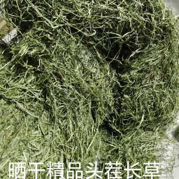 甘肃岷县提摩西草批发
