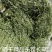 甘肃岷县提摩西草批发