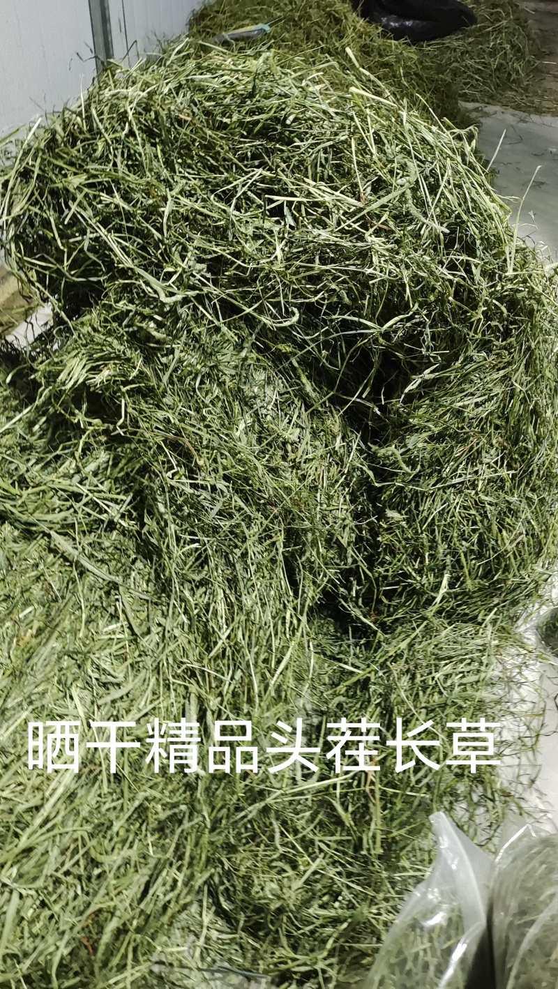 甘肃岷县提摩西草批发