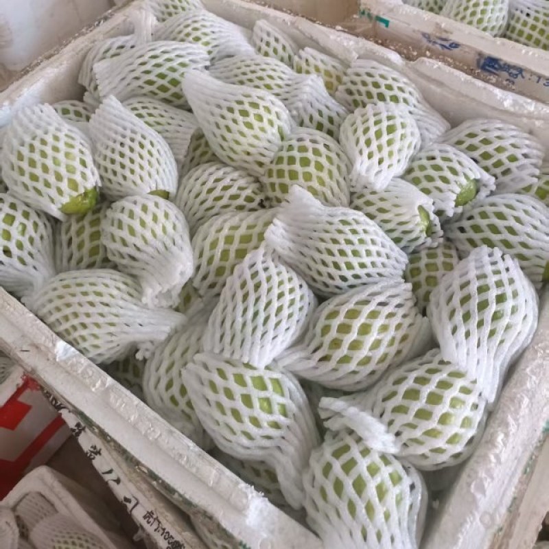 红心芭乐钻石芭乐大量供应，产地直发，品质保证，量大从优