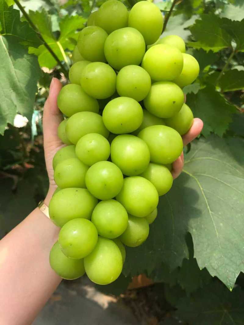 湖北葡萄阳光玫瑰葡萄基地一手货源可视频看货