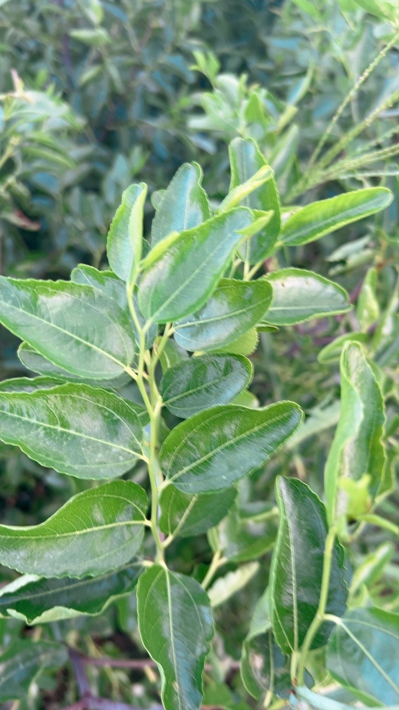 冬枣树苗