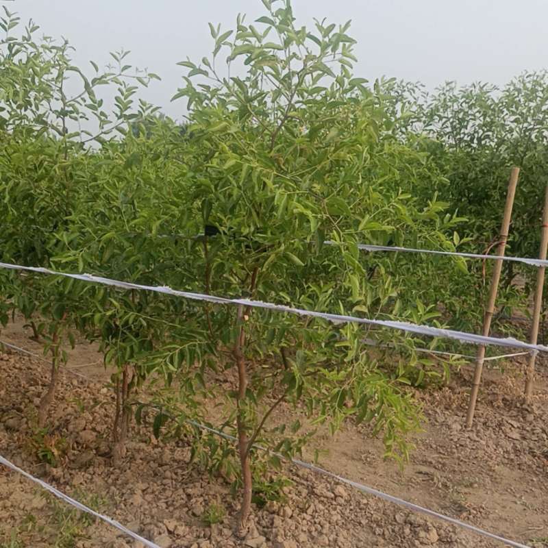 冬枣树苗
