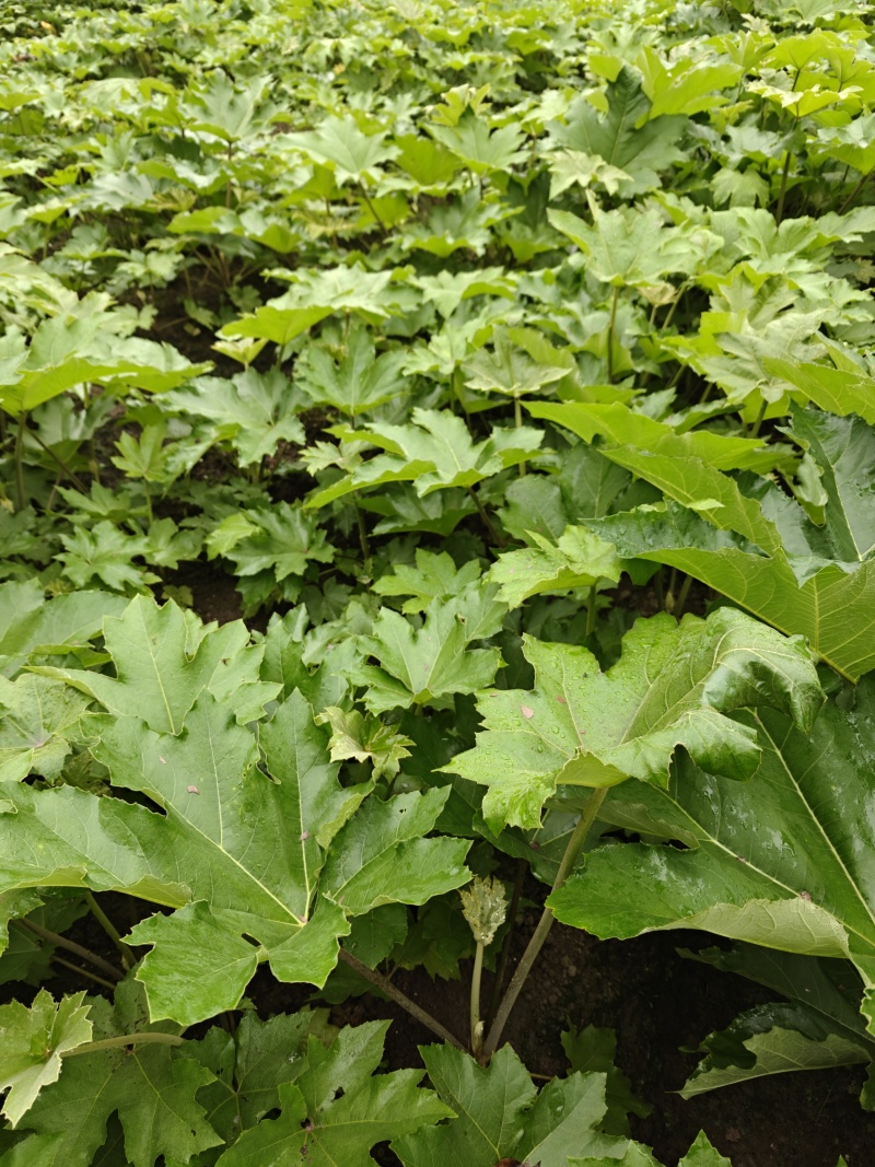 大通草，通脱木，大通草苗，通脱木苗，药材苗