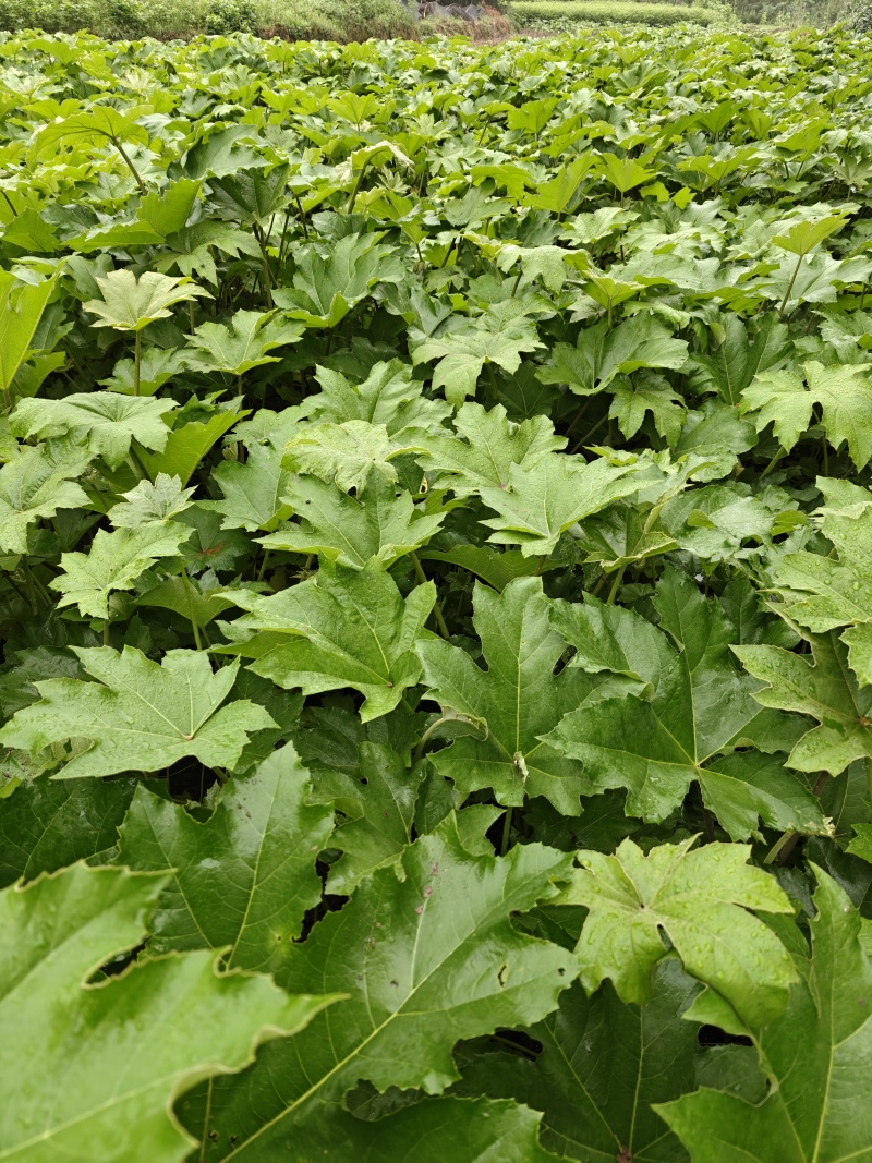 大通草，通脱木，大通草苗，通脱木苗，药材苗