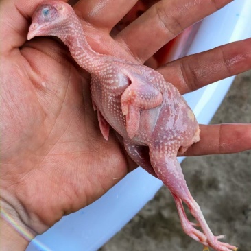 桂花雀现宰现杀养殖场直发