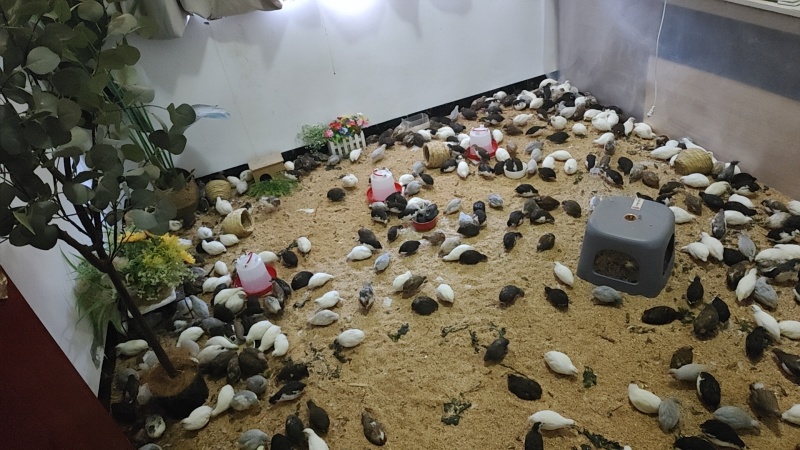 桂花雀现宰现杀养殖场直发