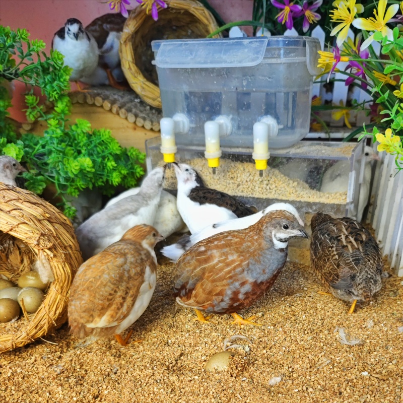 桂花雀现宰现杀养殖场直发