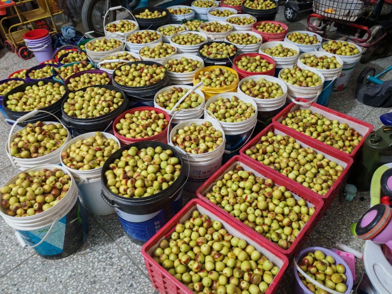 大荔冬枣二膜果已上市，量大从优，