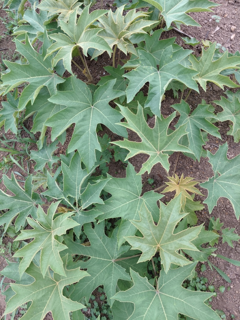 青皮大通草苗，现挖先发，成活率高，欢迎订购